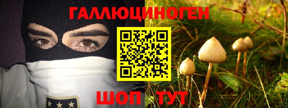 Галлюциногенные грибы Psilocybine cubensis Бор
